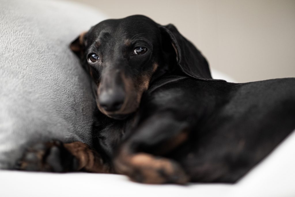 Why Do Dachshunds Shake? The Common Reasons And Remedies