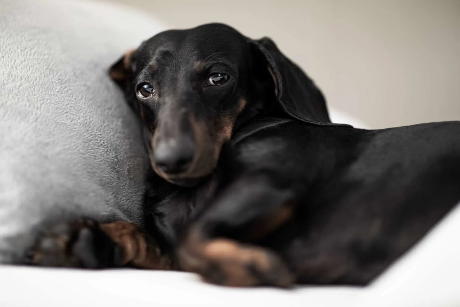 sad sick dog dachshund lying on the bed