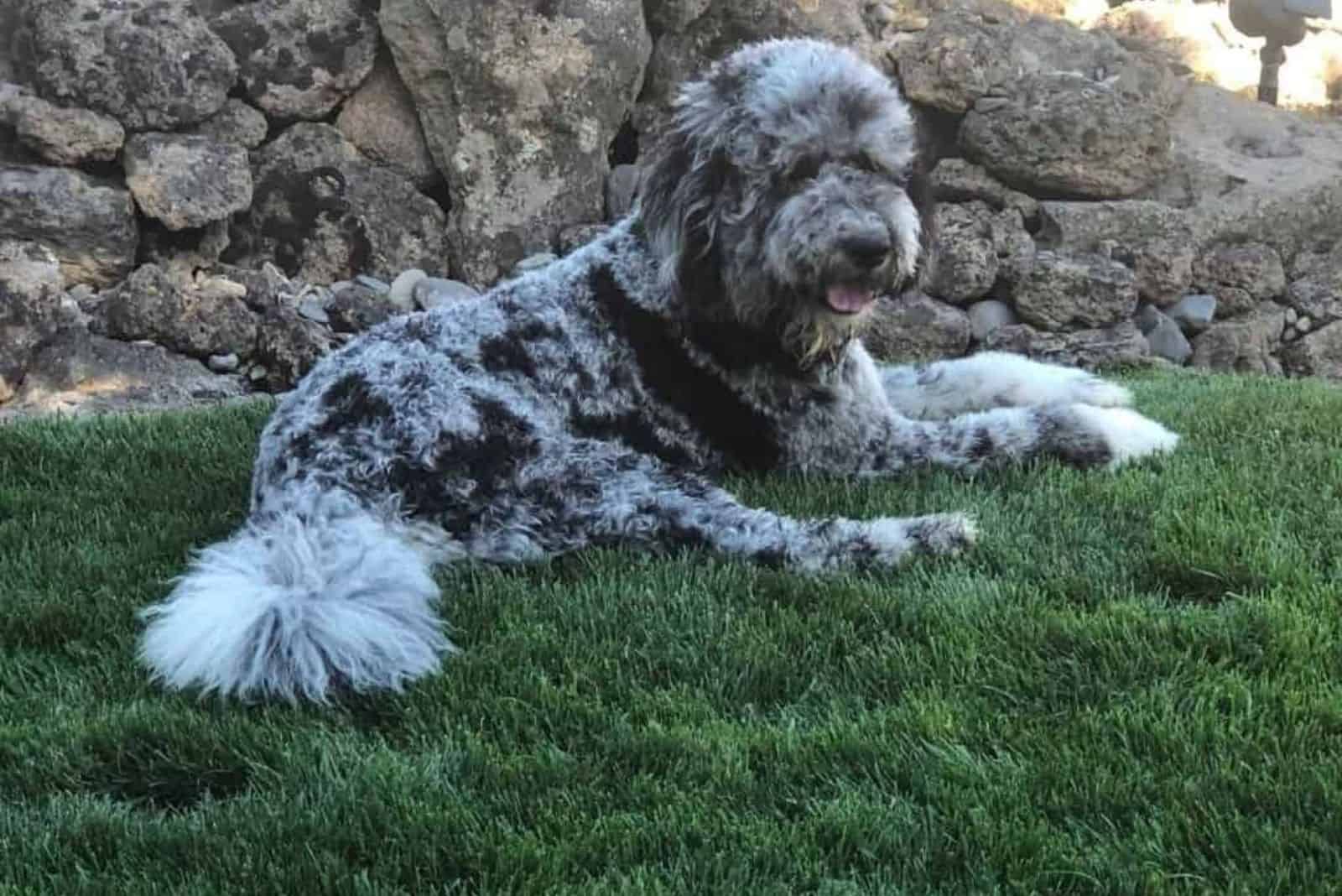 saint berdoodle resting