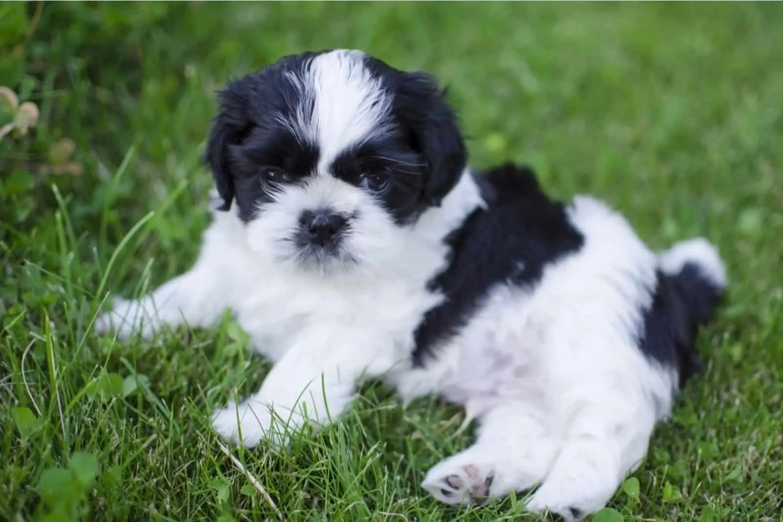 Black and white shih tzu puppy playing on the green grass