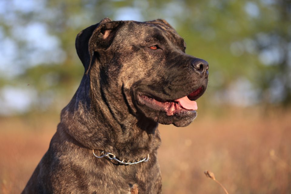The Complete Guide To The World Of Cane Corso Colors
