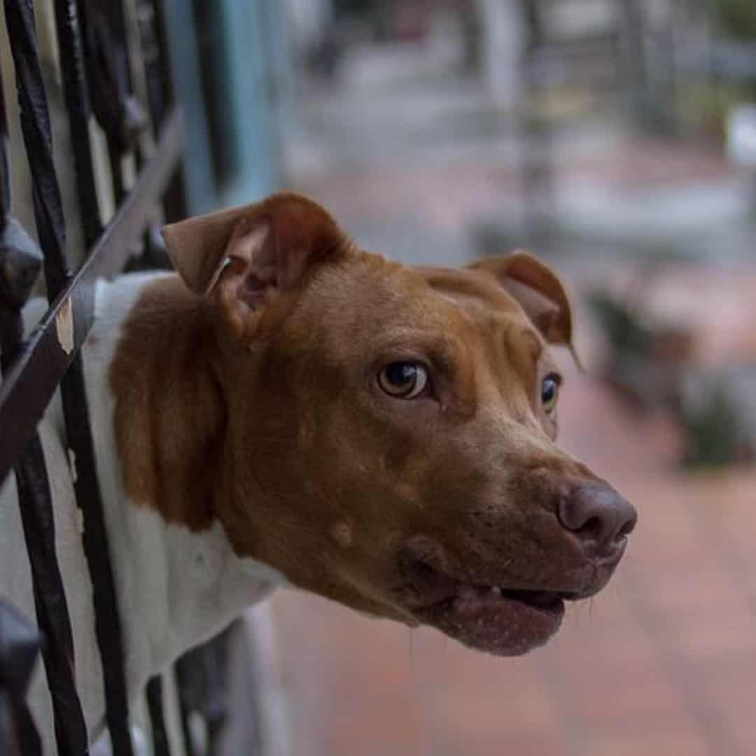 side view of dog outside