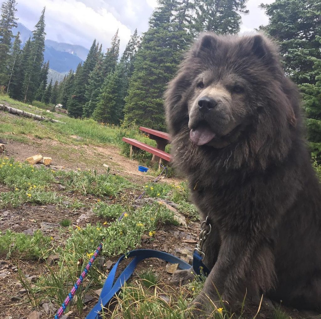 Do Chow Chows Shed? A Guide To This Breed