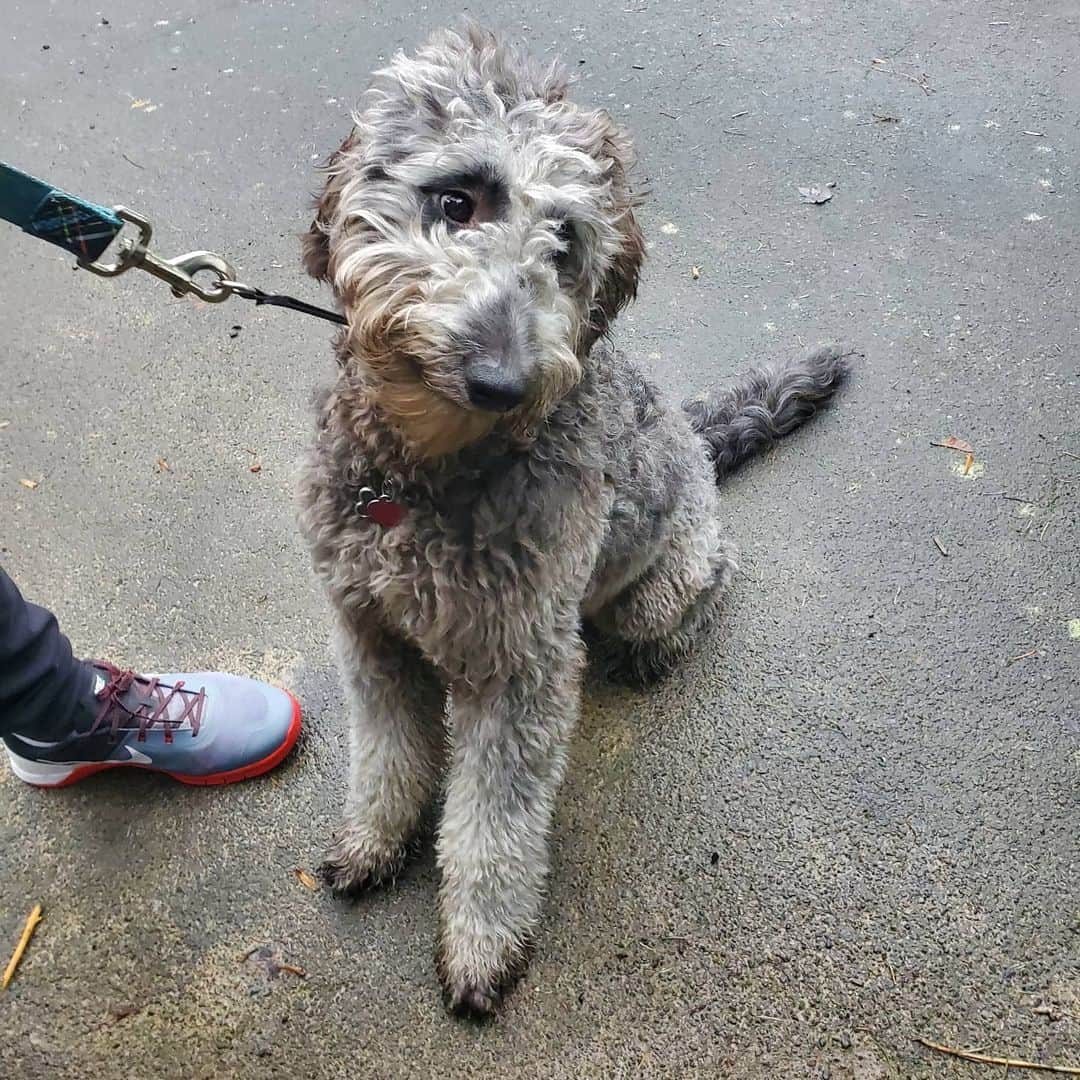 silver goldendoodle