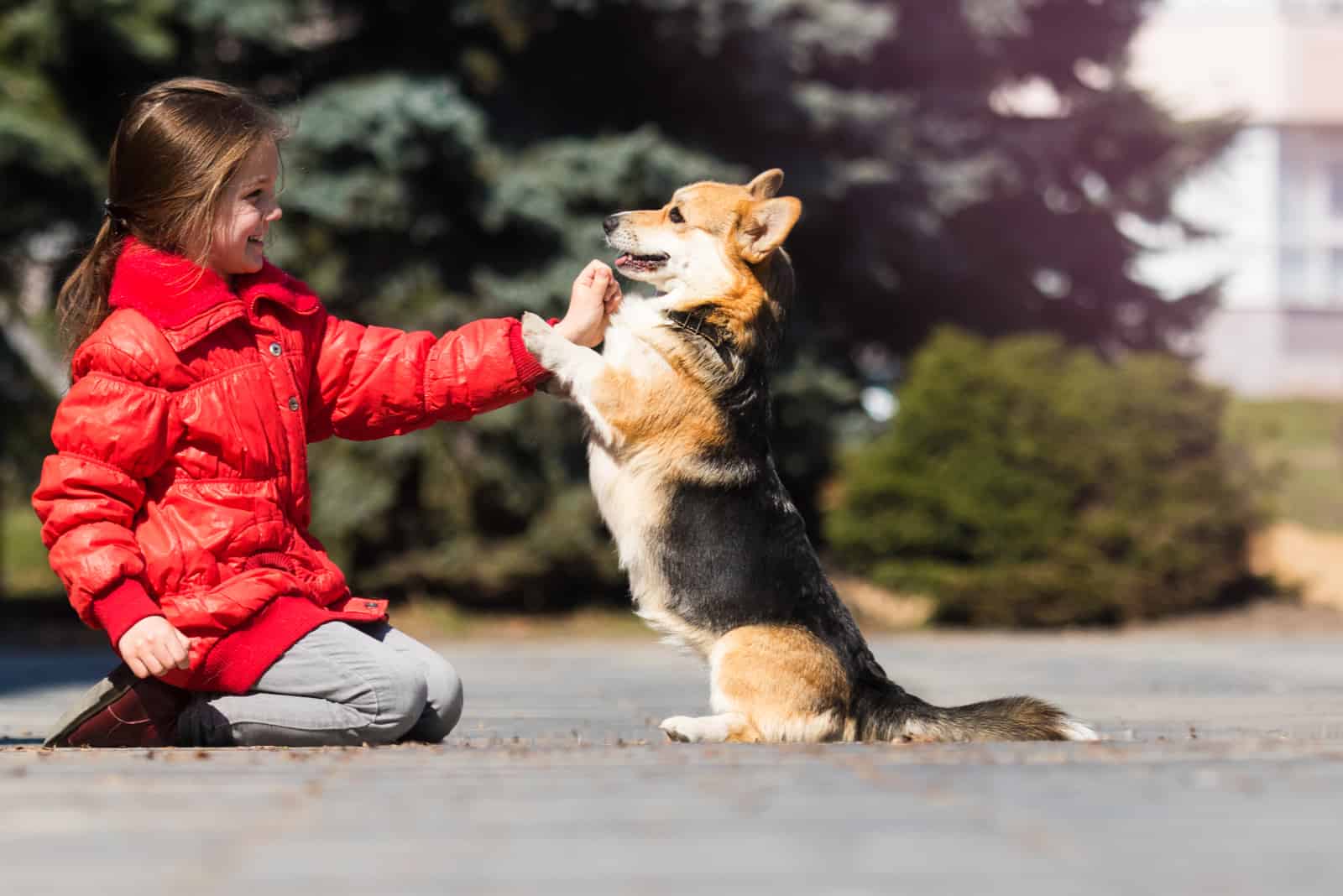 smiling child and welsh corgi dog training