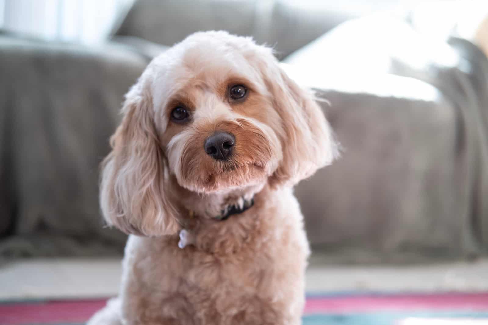 sweet Cavapoo portrait