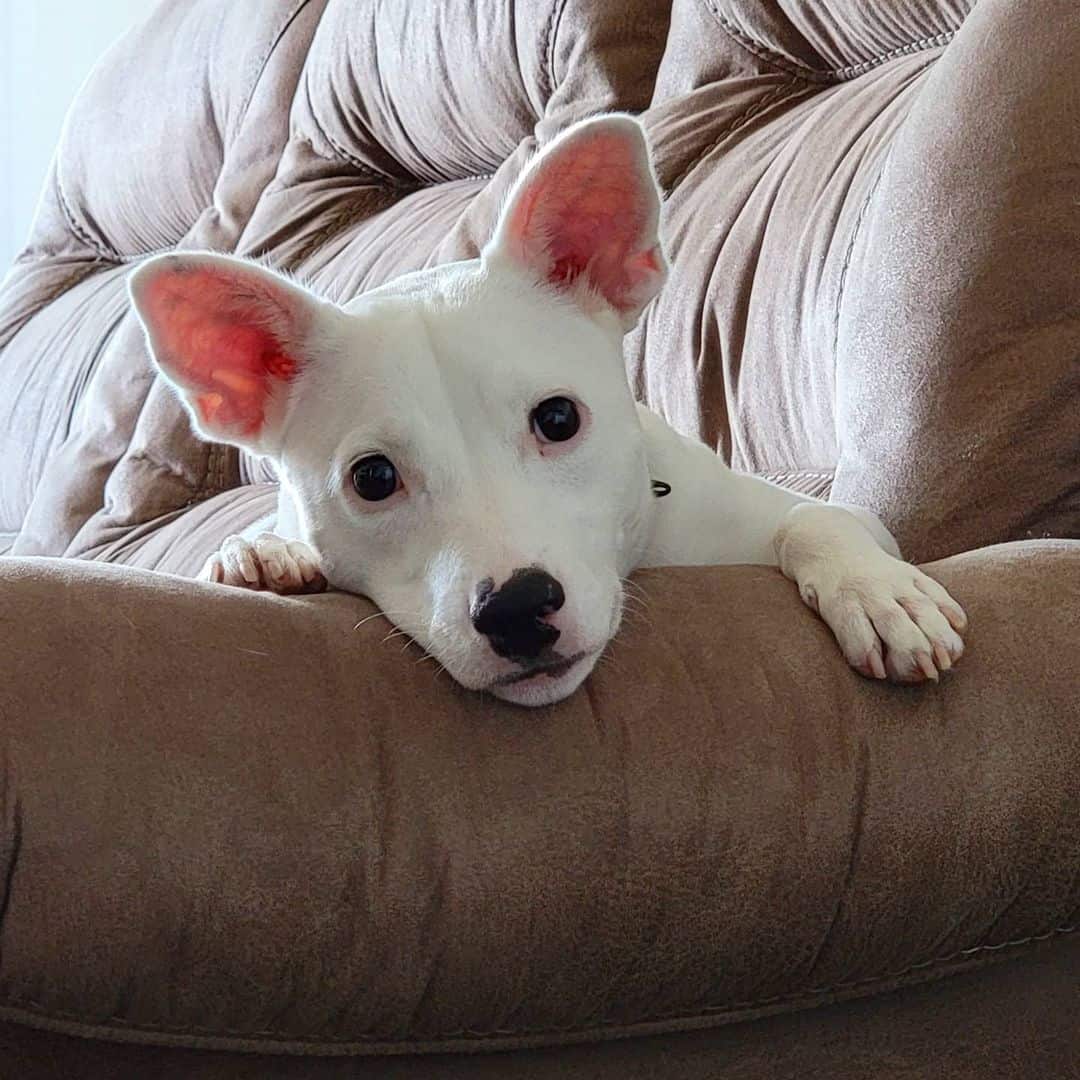 the Bully Jack Terrier lying on couch