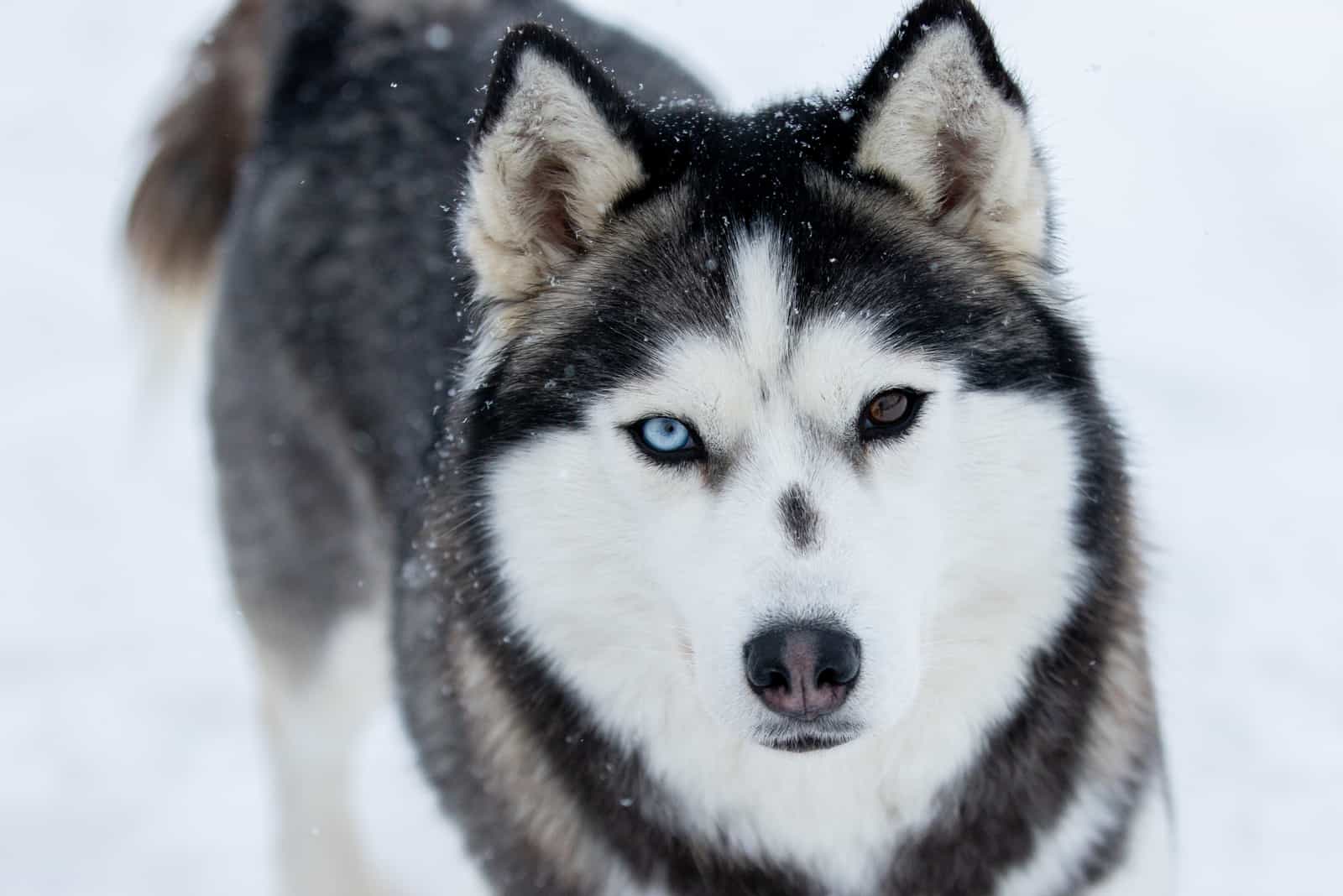 the Siberian Husky dog stands in the snow