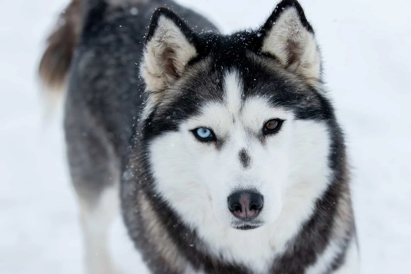 why do huskies eyes change color