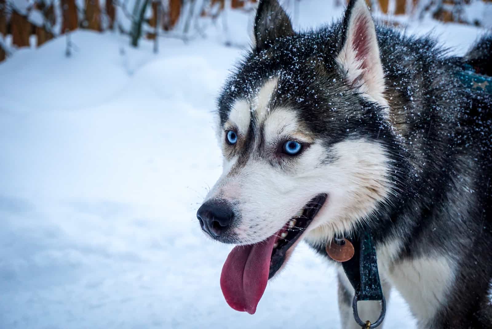 the Siberian Husky dog stands with an empty tongue