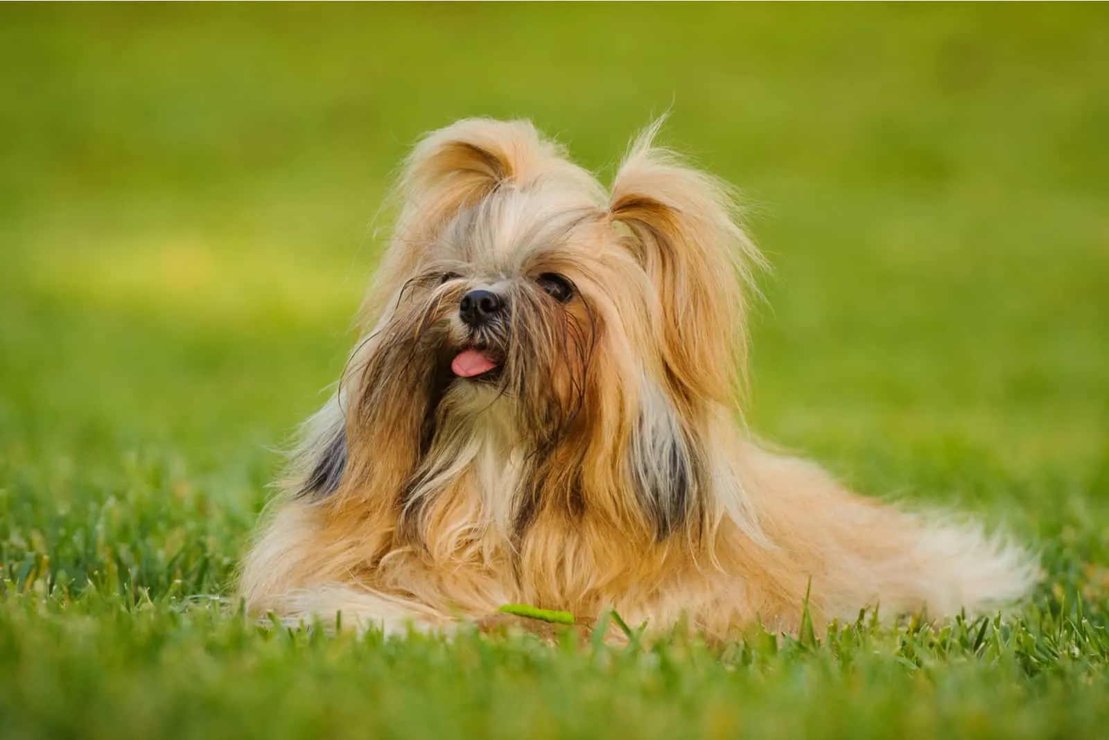 the adorable Shih Tzu is lying on the grass