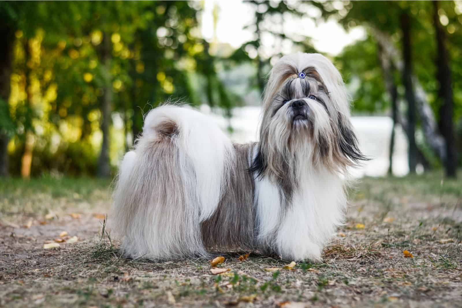 the adorable Shih Tzu stands in the woods