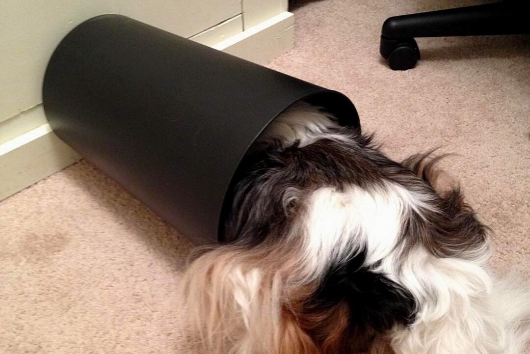 Dog Ate Condom Should You Be Worried If This Happens?