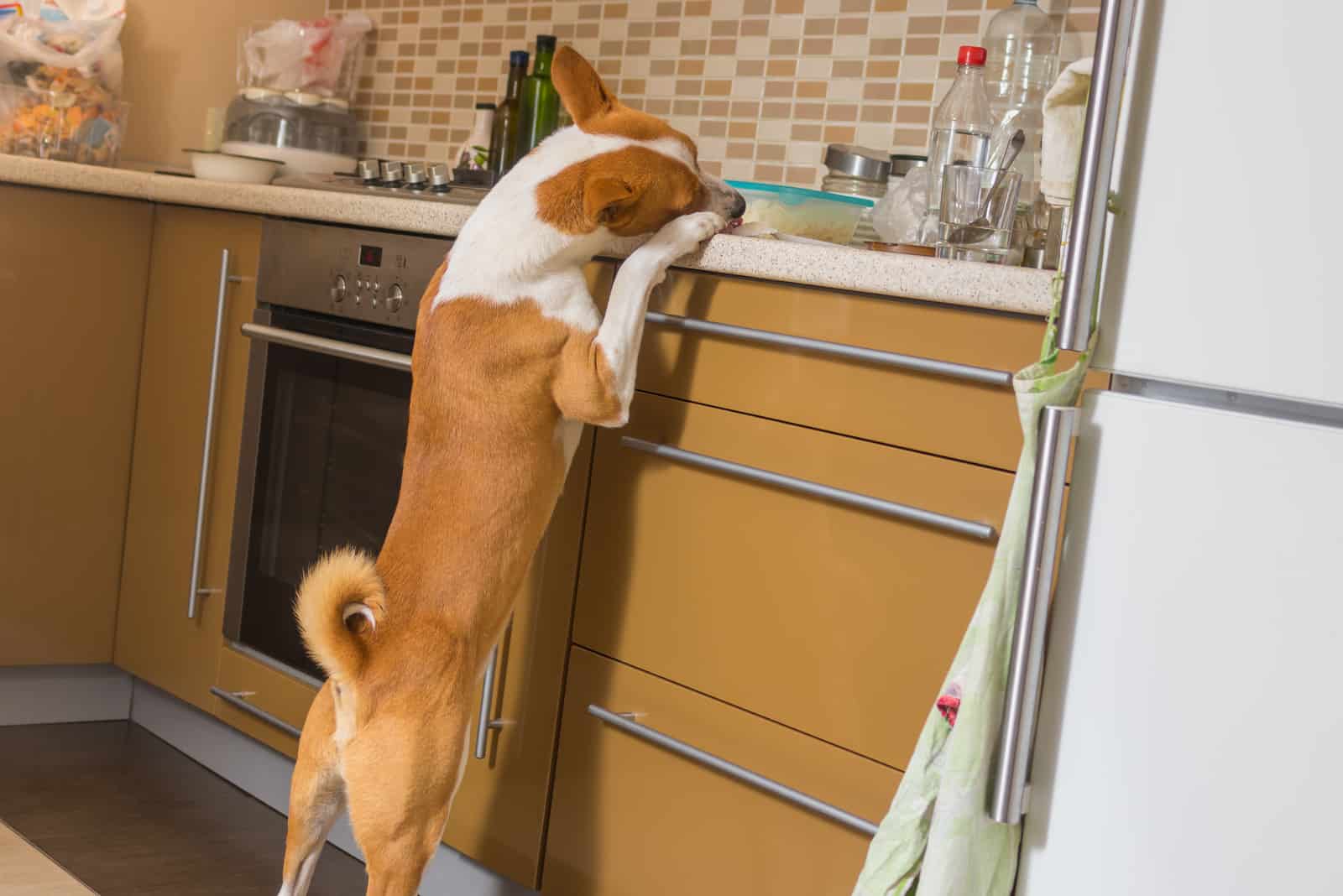 the dog steals food from the kitchen hob