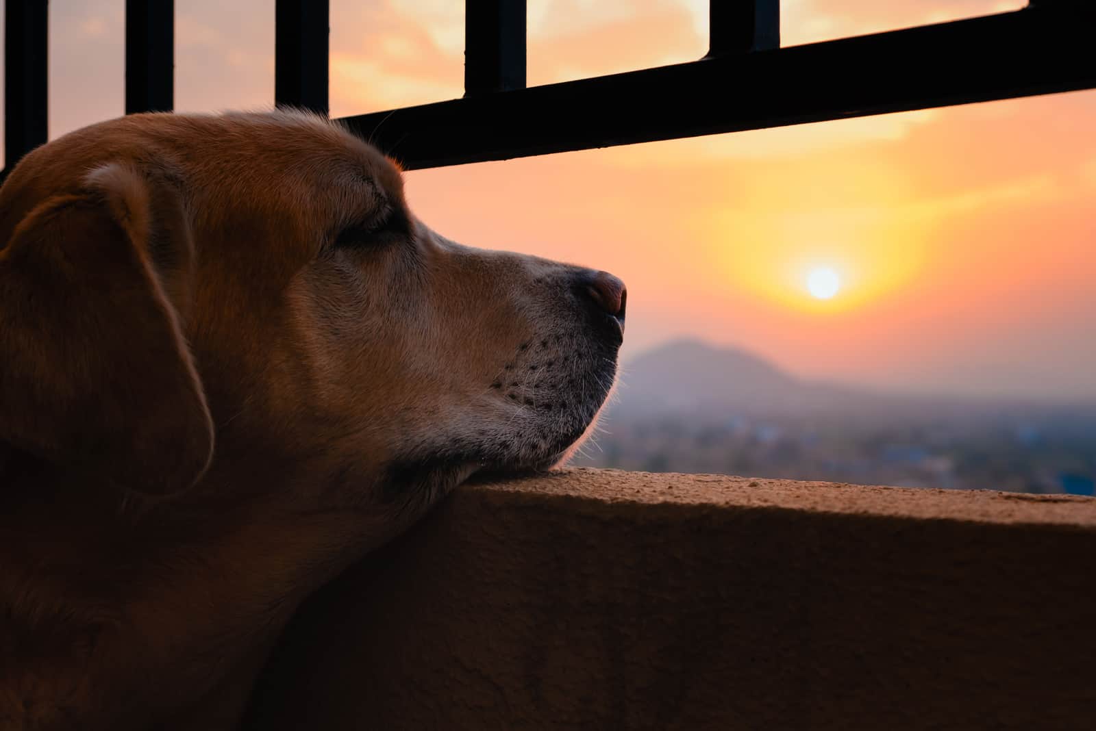 the dog watches the sunset through the fence