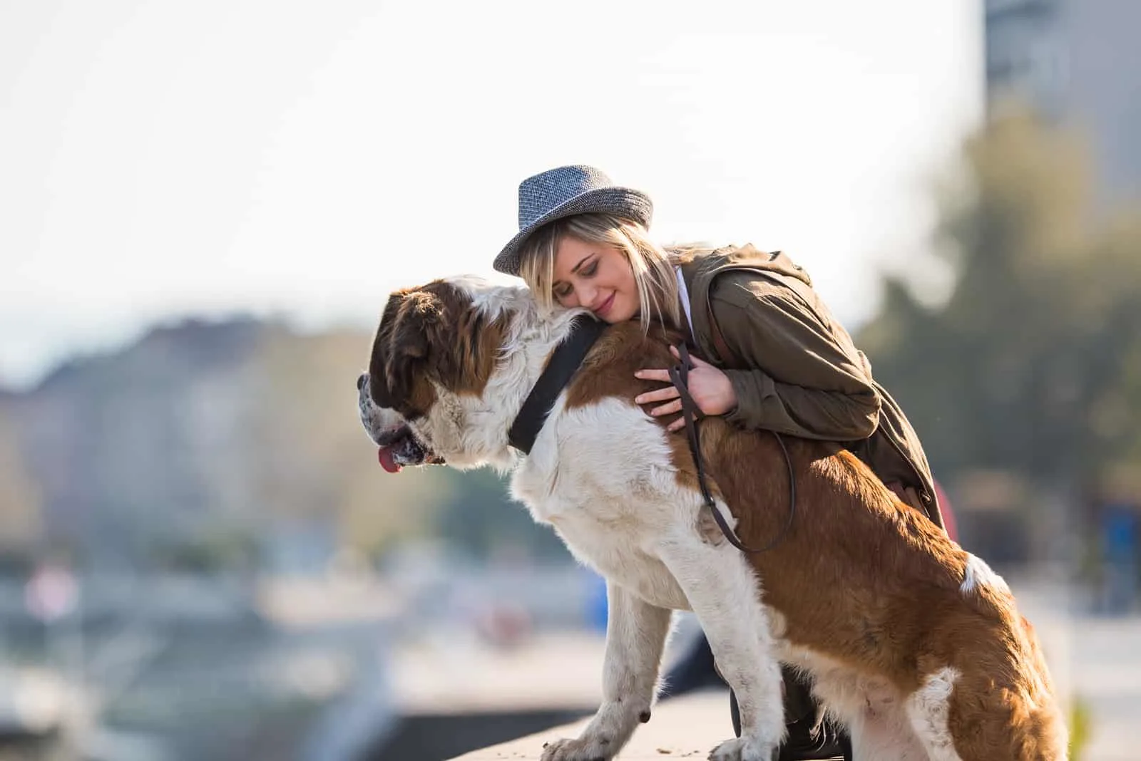 the girl hugs the Saint Bernard dog