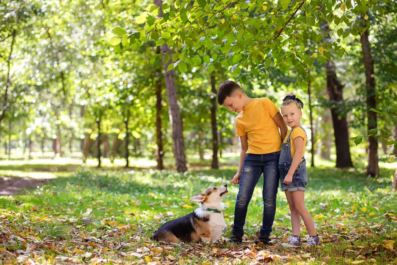 the kids are having fun with Corgi in the park