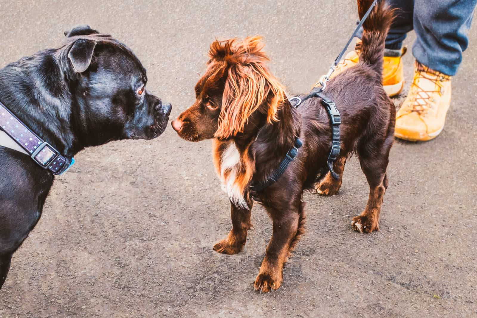 the two dogs meet and sniff