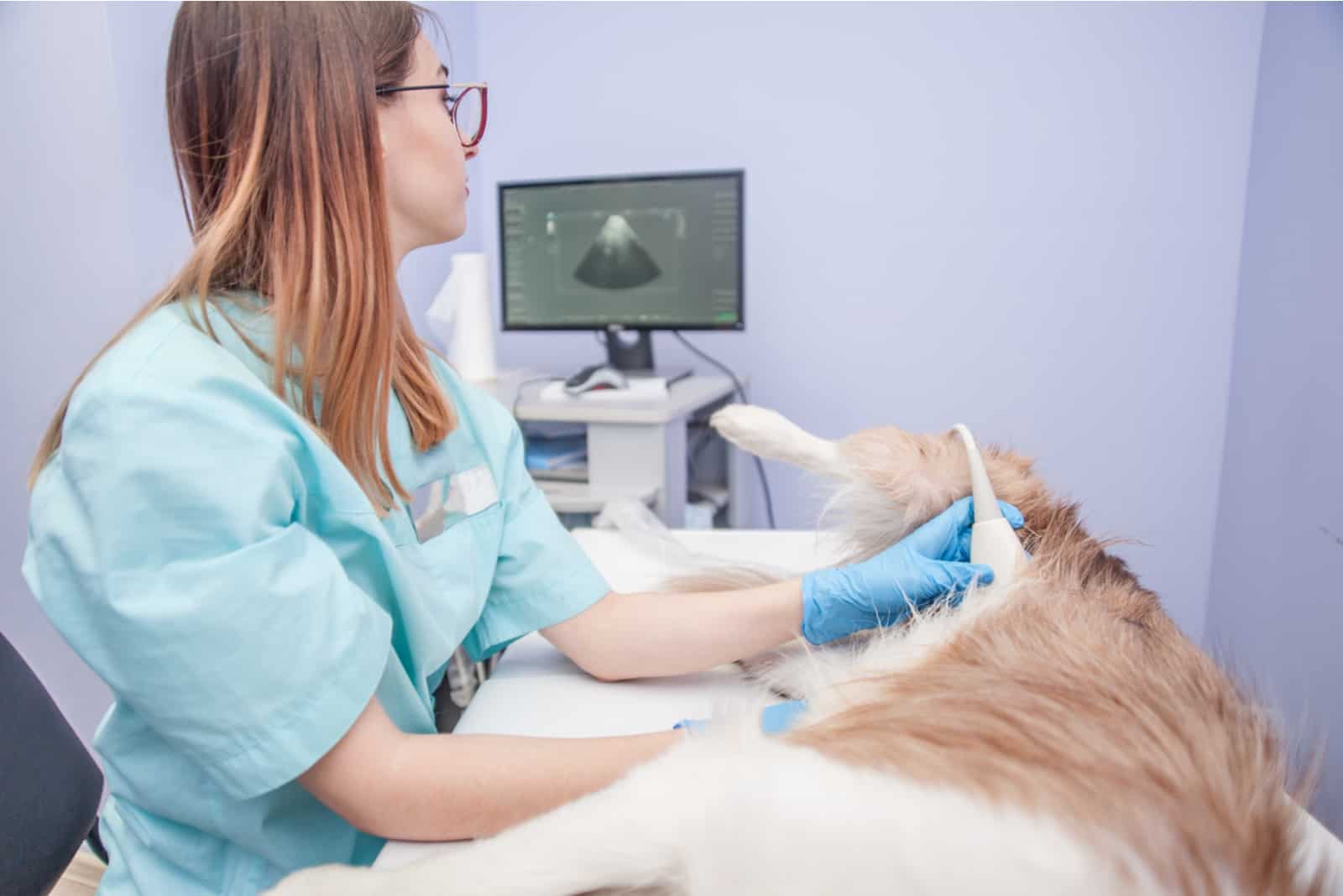 the vet does an ultrasound examination of the dog
