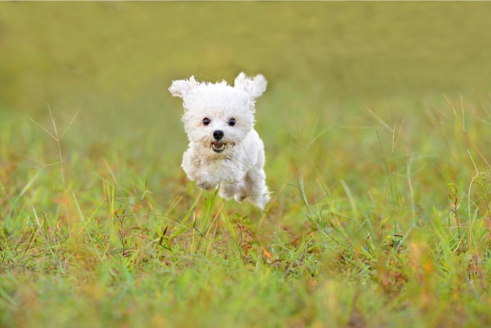 Maltipoo Lifespan & Tips For Increasing Its Life Expectancy