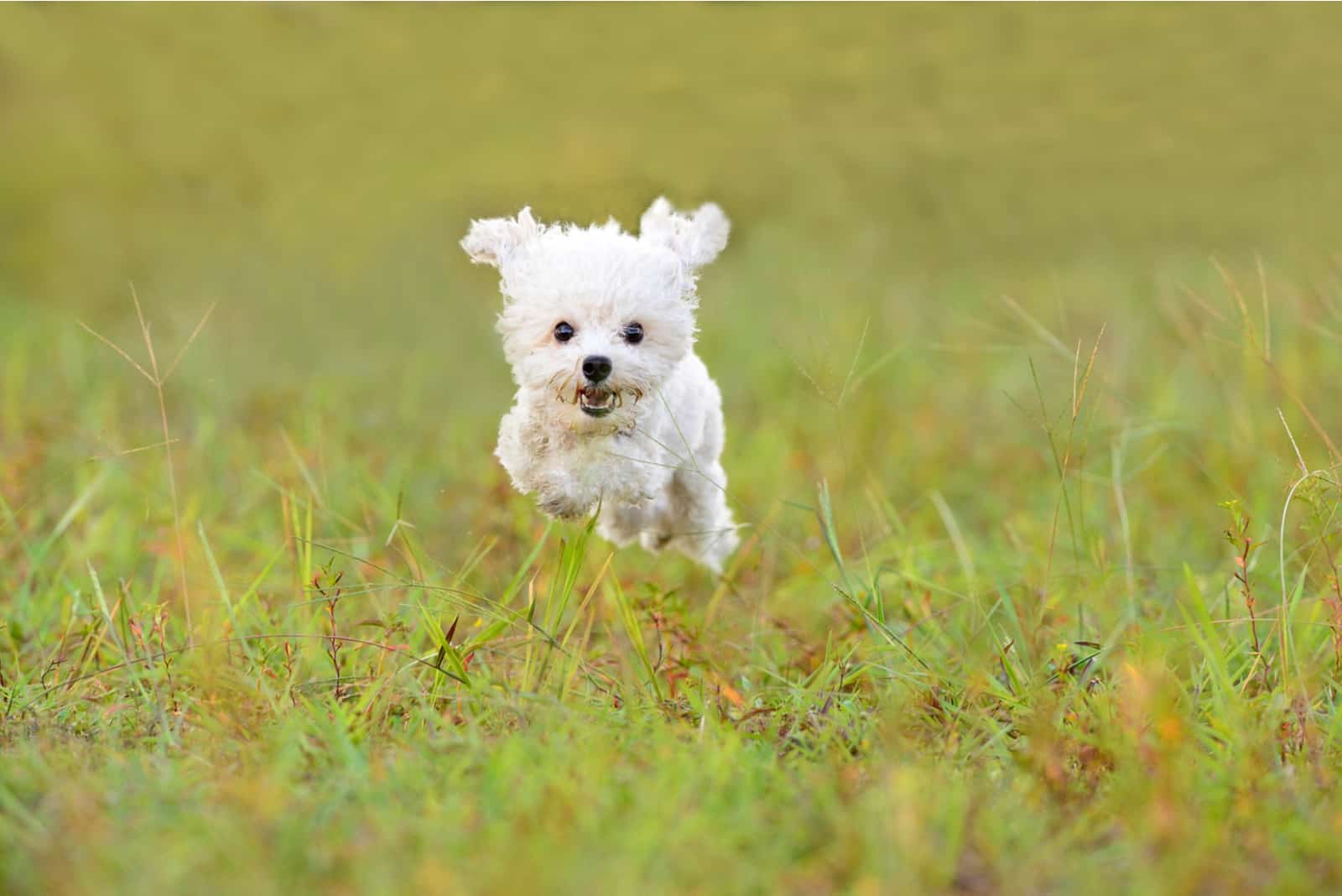 the white Maltipoo runs across the meadow