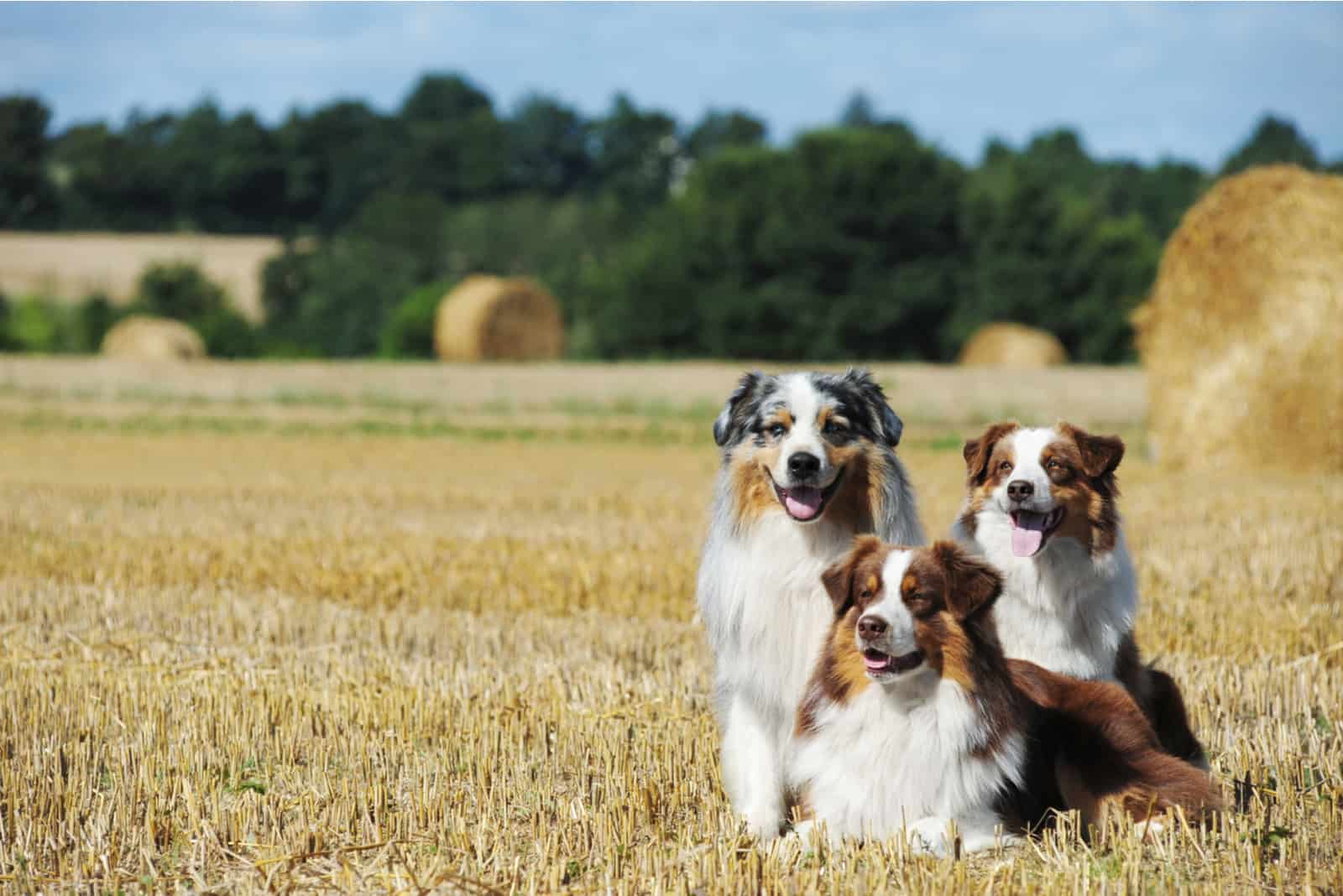 three Australian Shepherds resting in a field