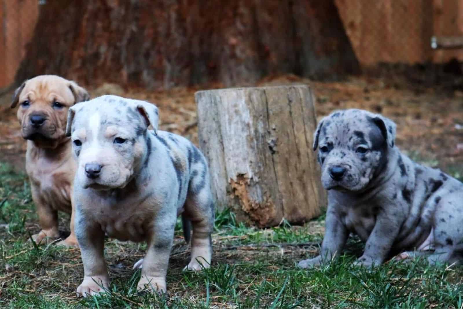 merle pitbulls