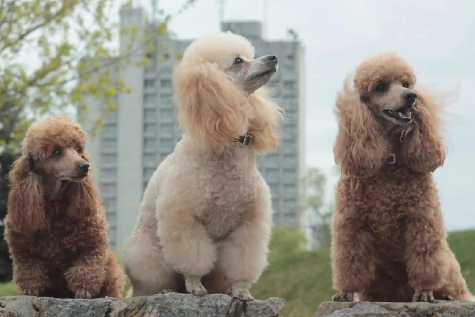 three mini poodles sit on a rock