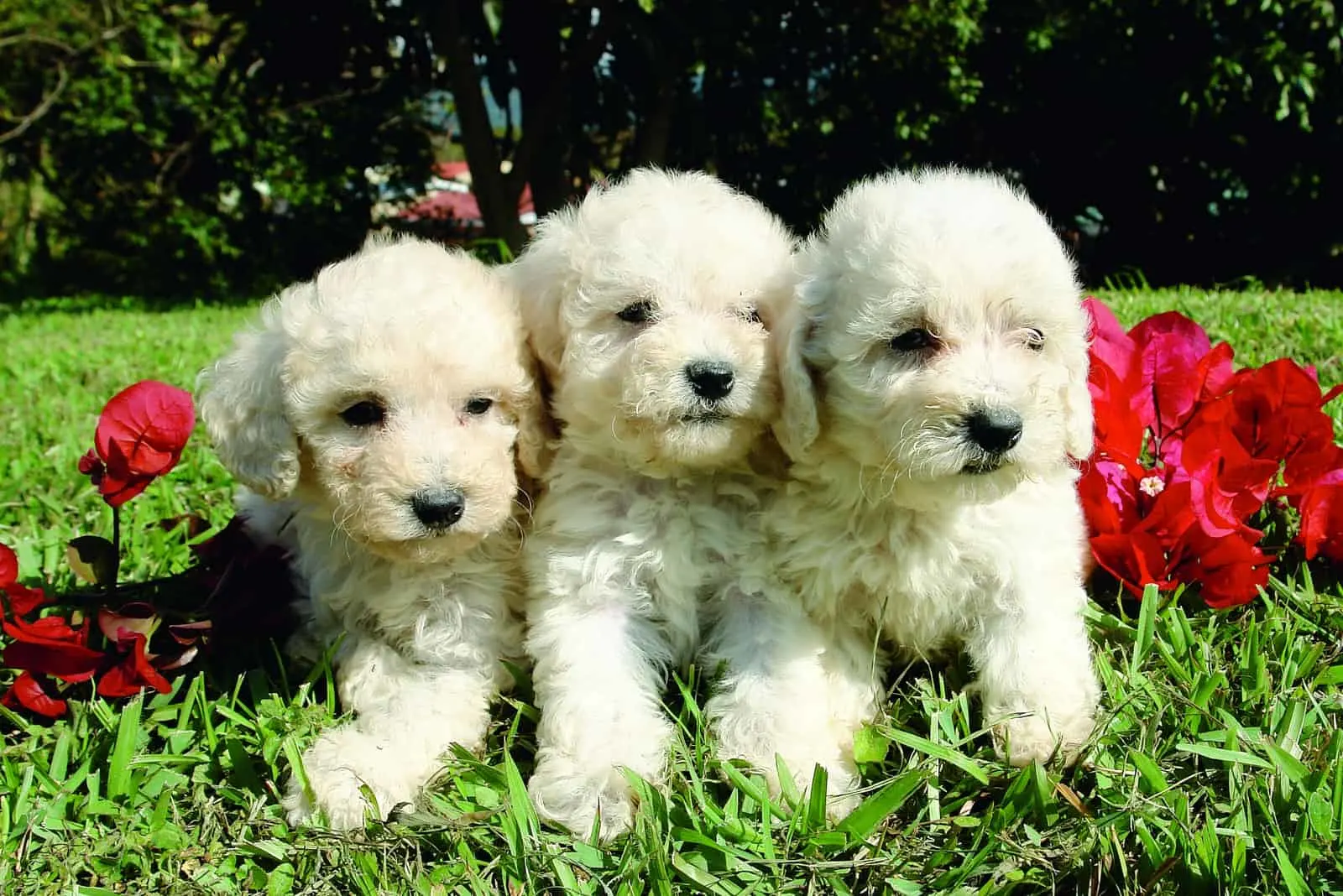 three white poodle puppies in the park