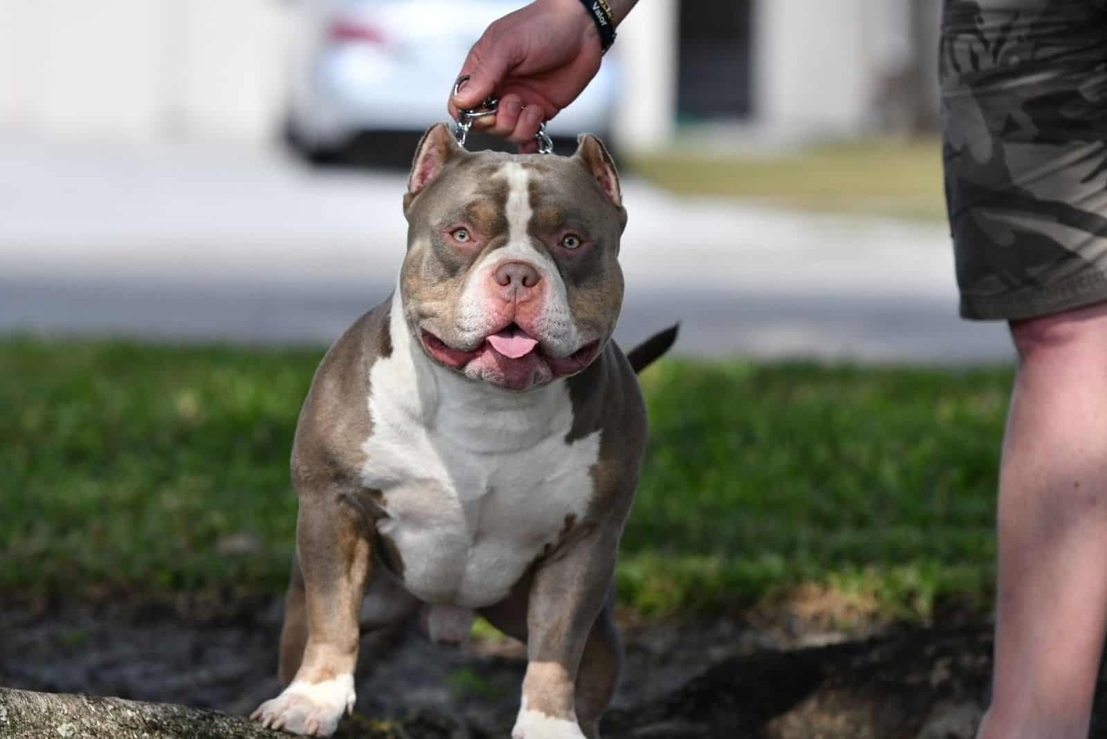 How To Make Tri Color Pitbulls