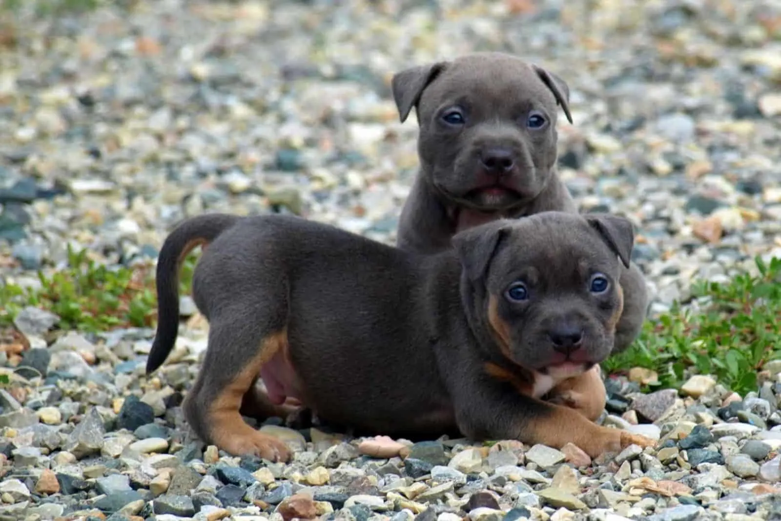 tri color pitbull puppies
