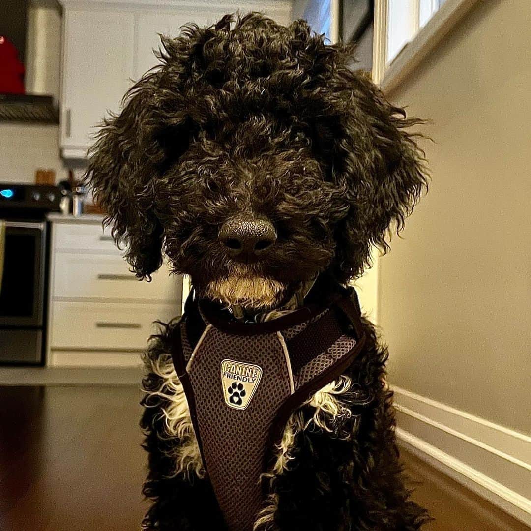 tuxedo goldendoodle