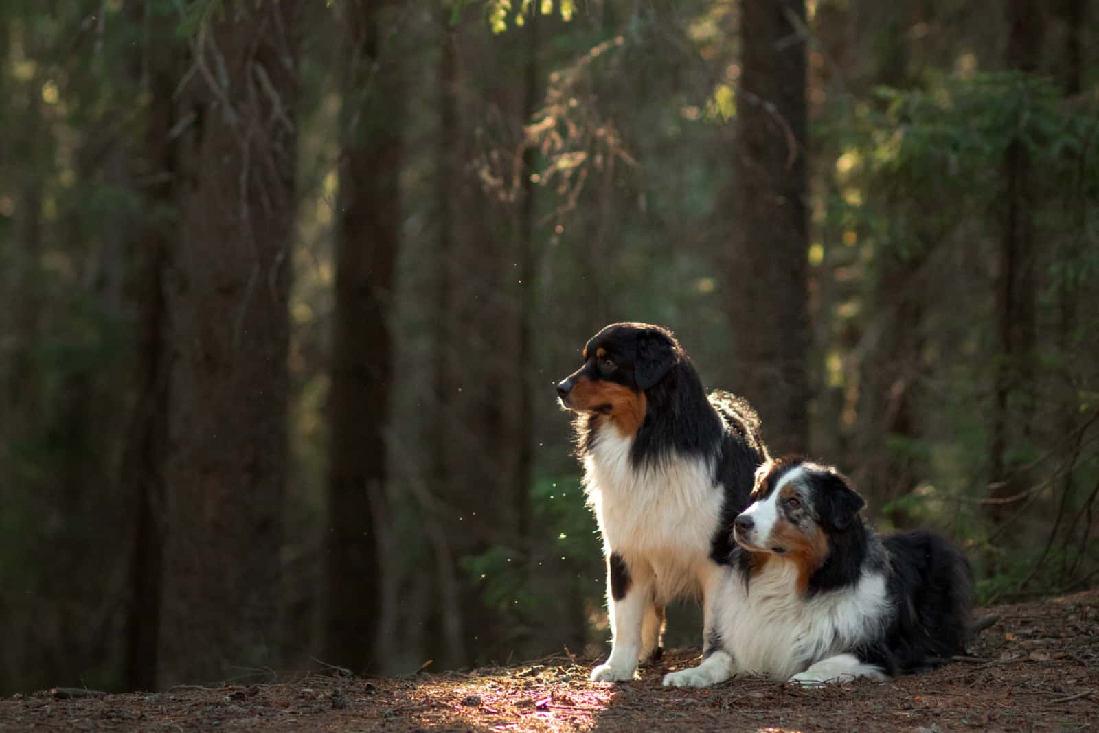 two Australian Shepherds in the woods