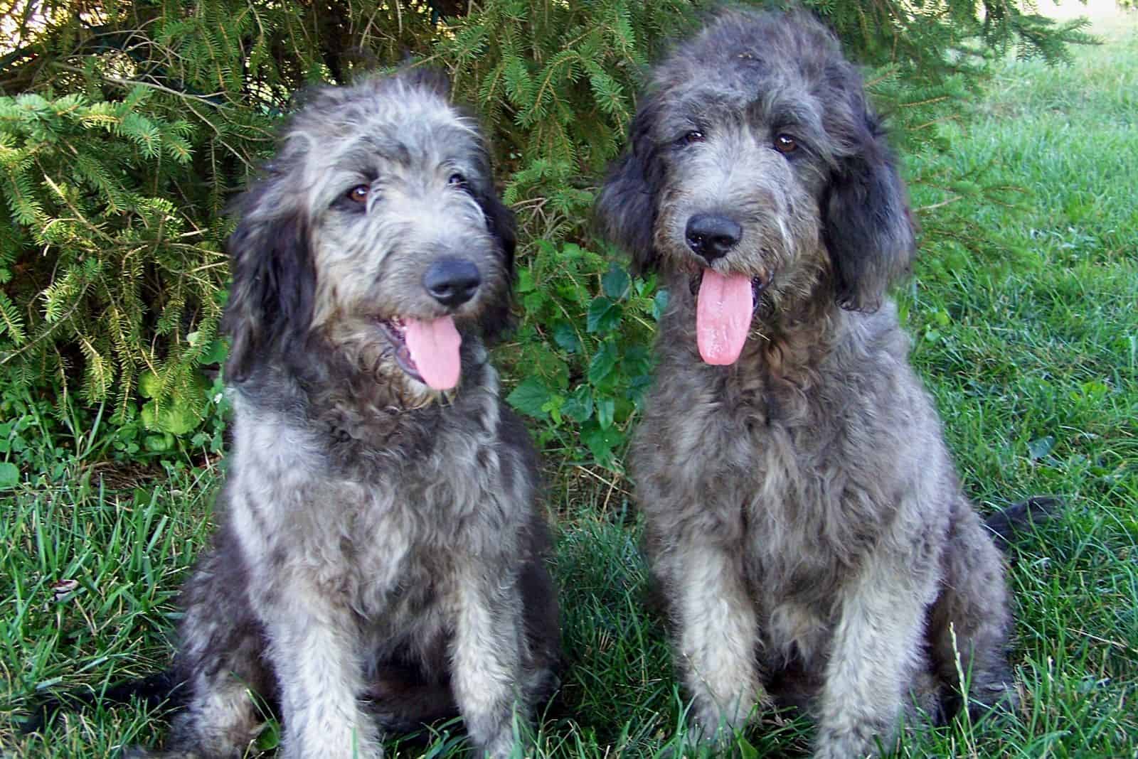 The Ultimate Guide To Goldendoodle Colors