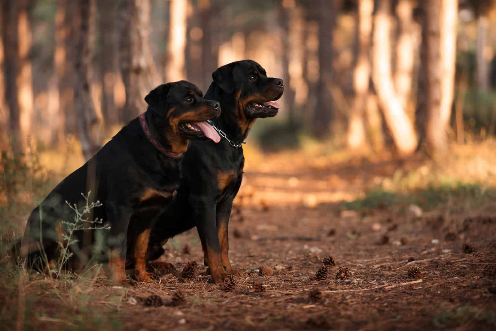 two Rottweiler dogs are sitting in the woods