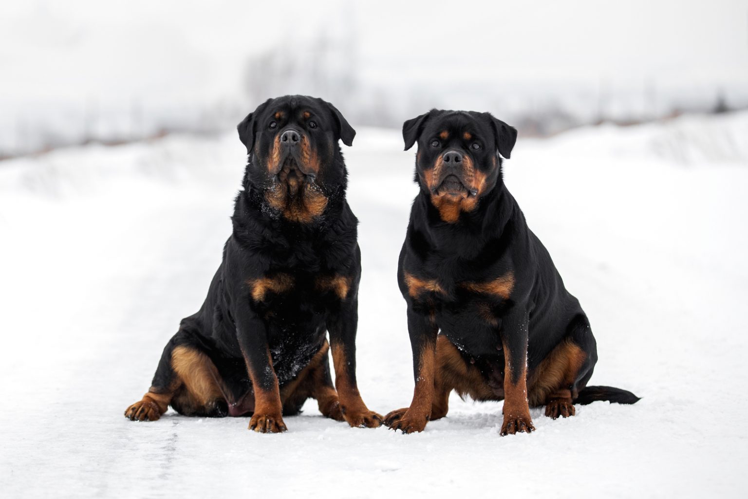 Everything You Wanted To Know About Female Rottweilers