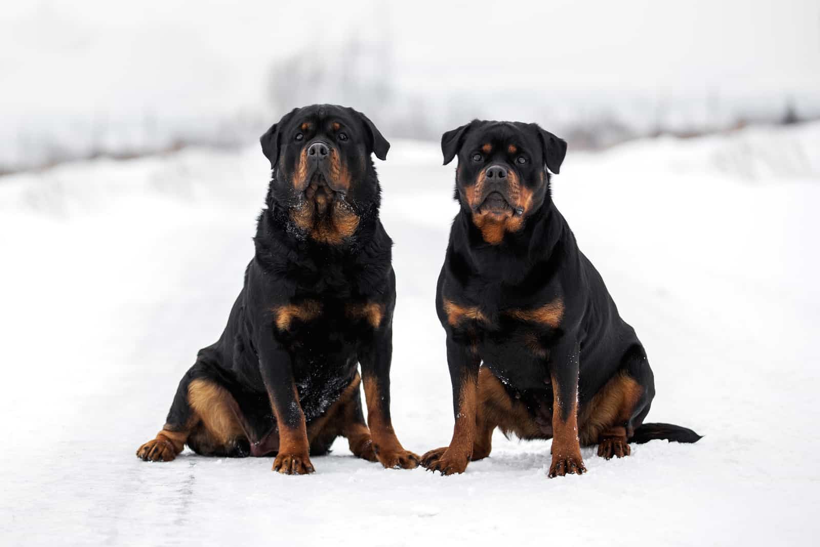 two Rottweiler dogs are sitting outside in the snow