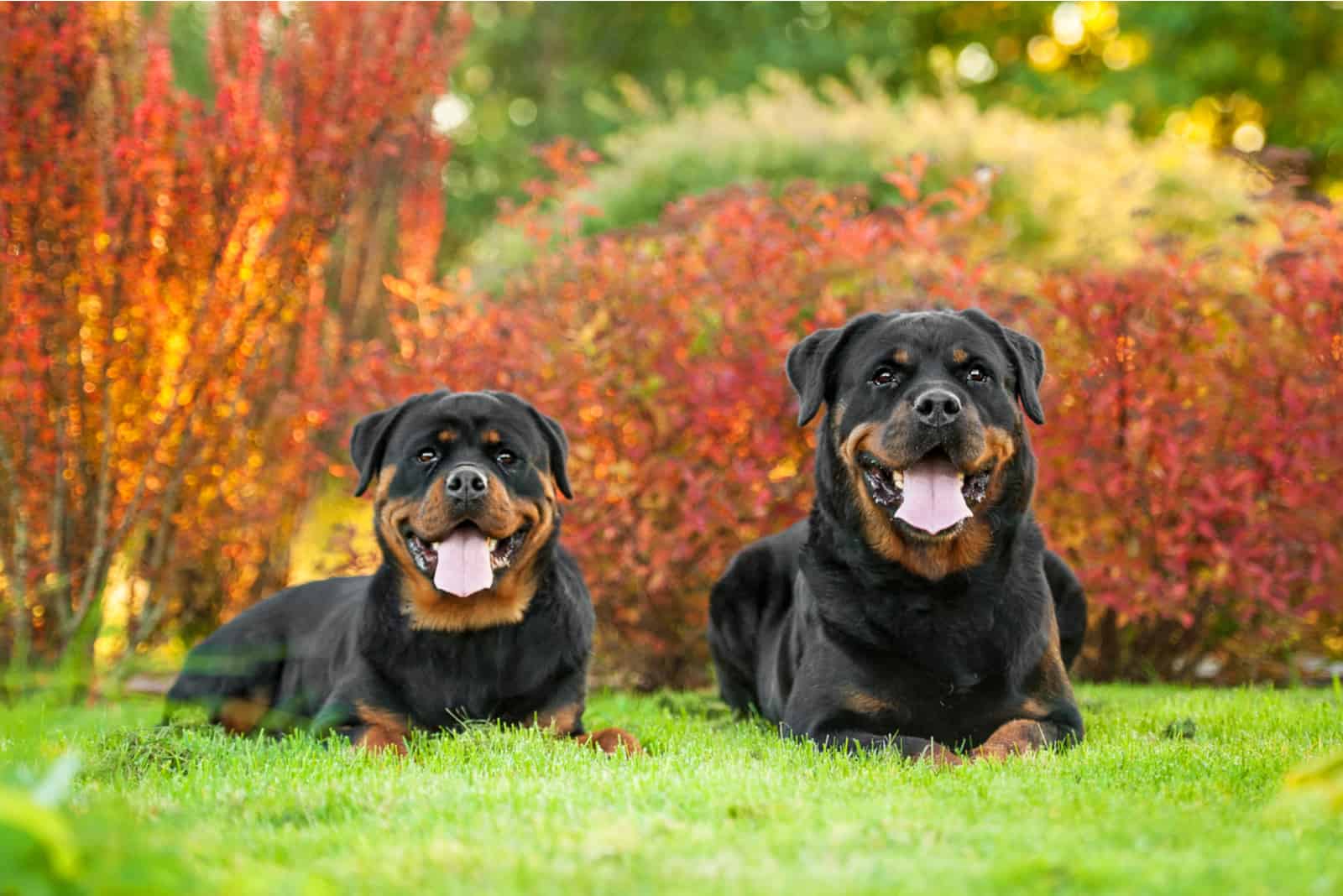 two Rottweiler dogs lying in the yard
