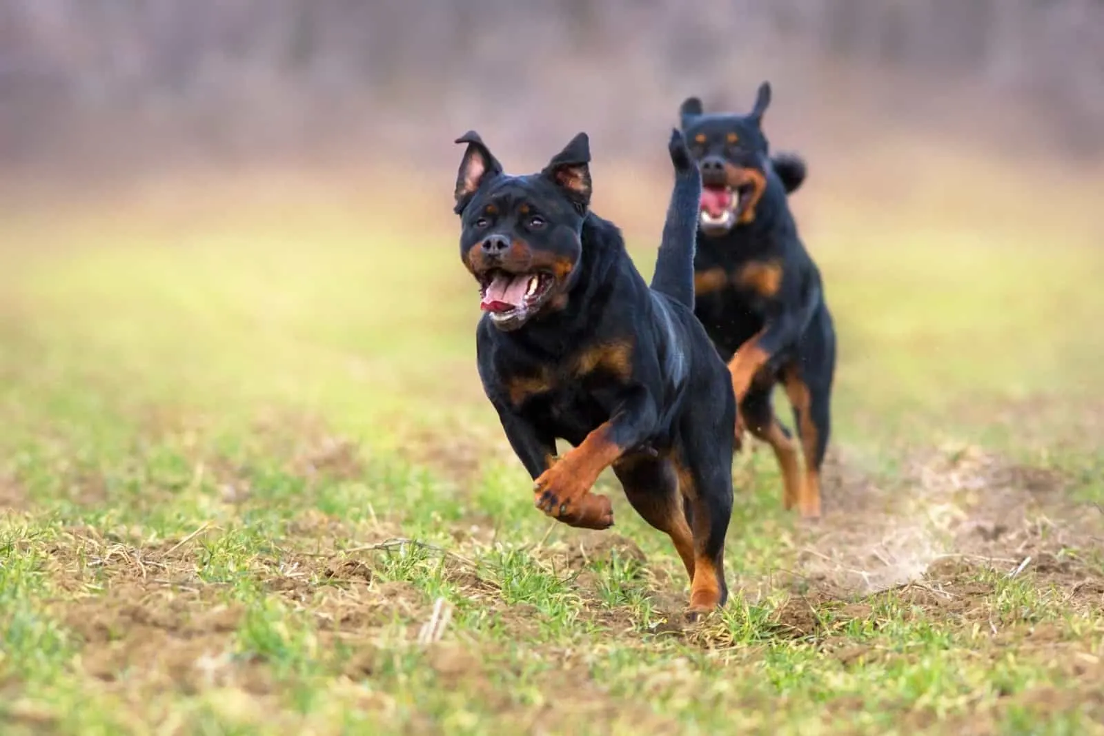 two Rottweiler dogs run across the field