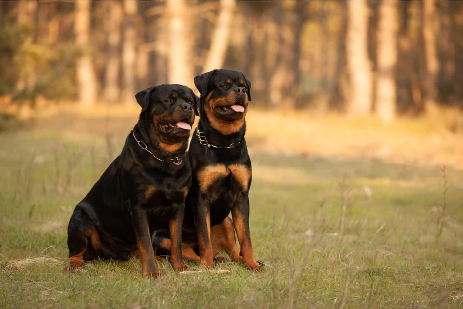 two Rottweiler dogs sitting on the grass in the park