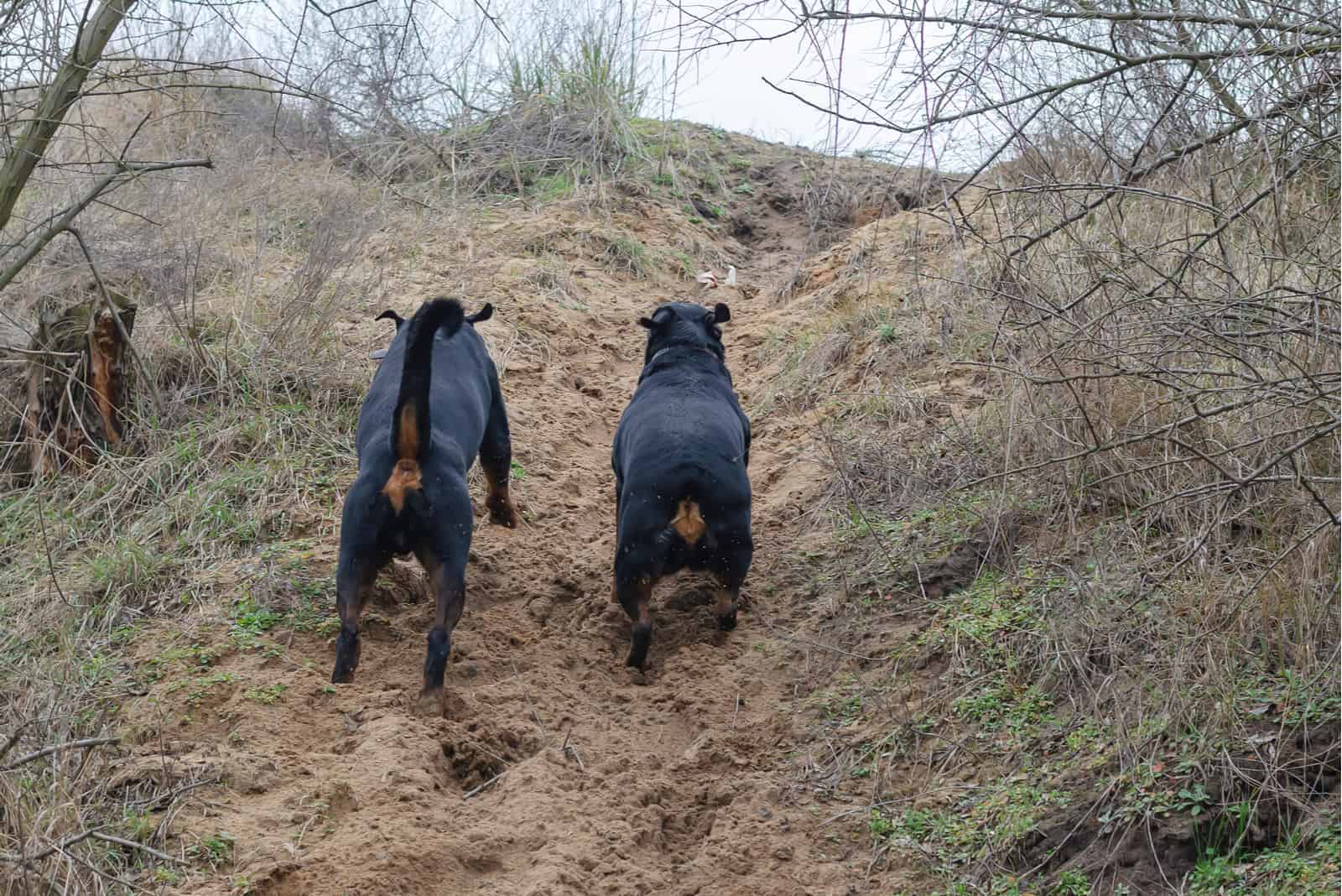 two Rottweilers run in nature