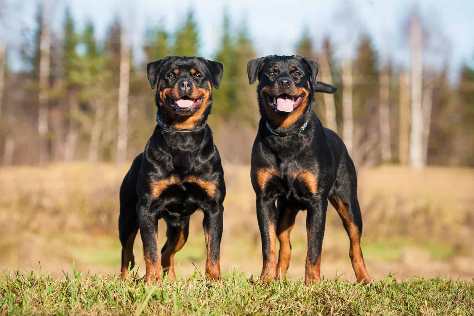 two Rottweilers stand on a hill