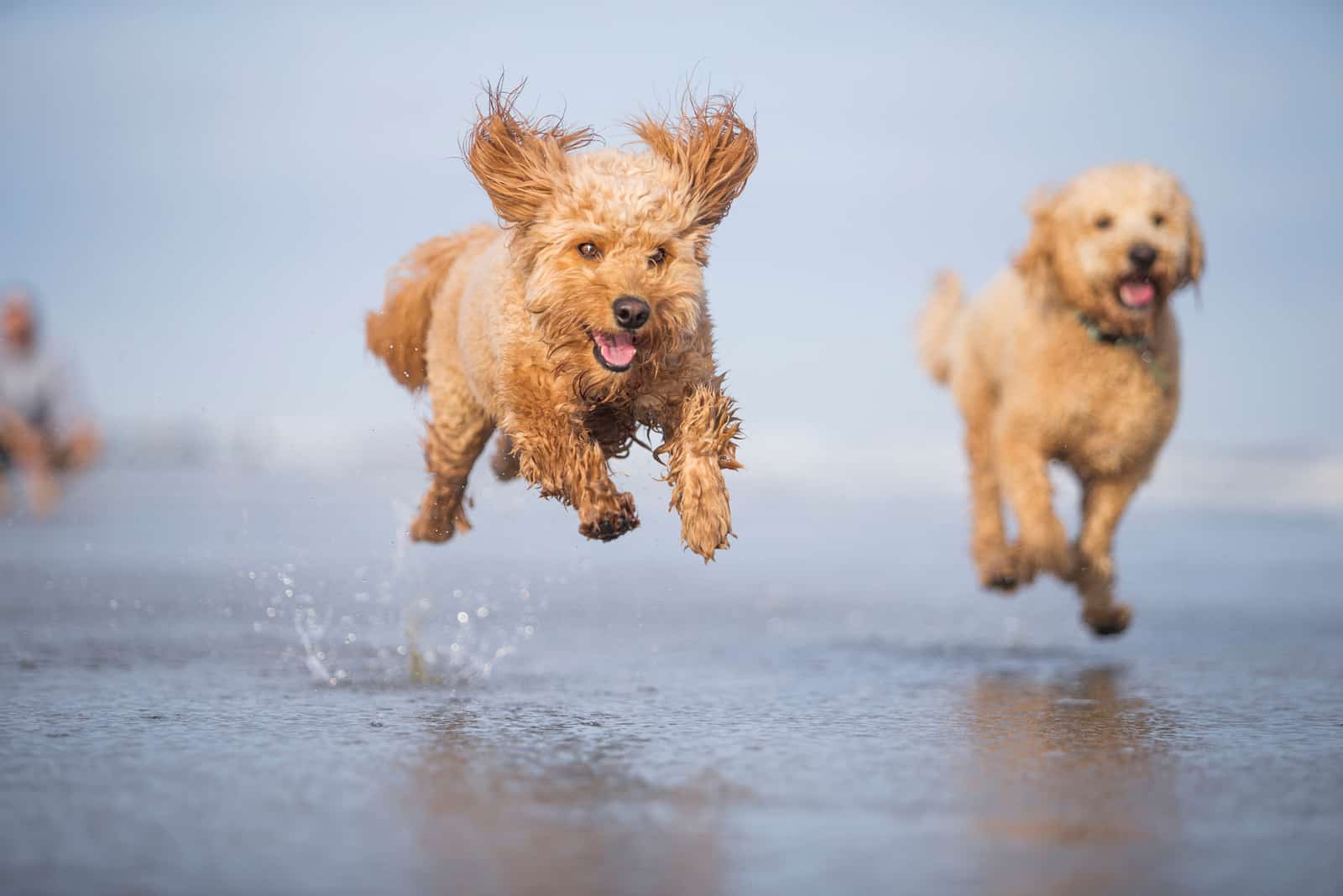 two Tan Goldendoodles run across the shallows of the sea