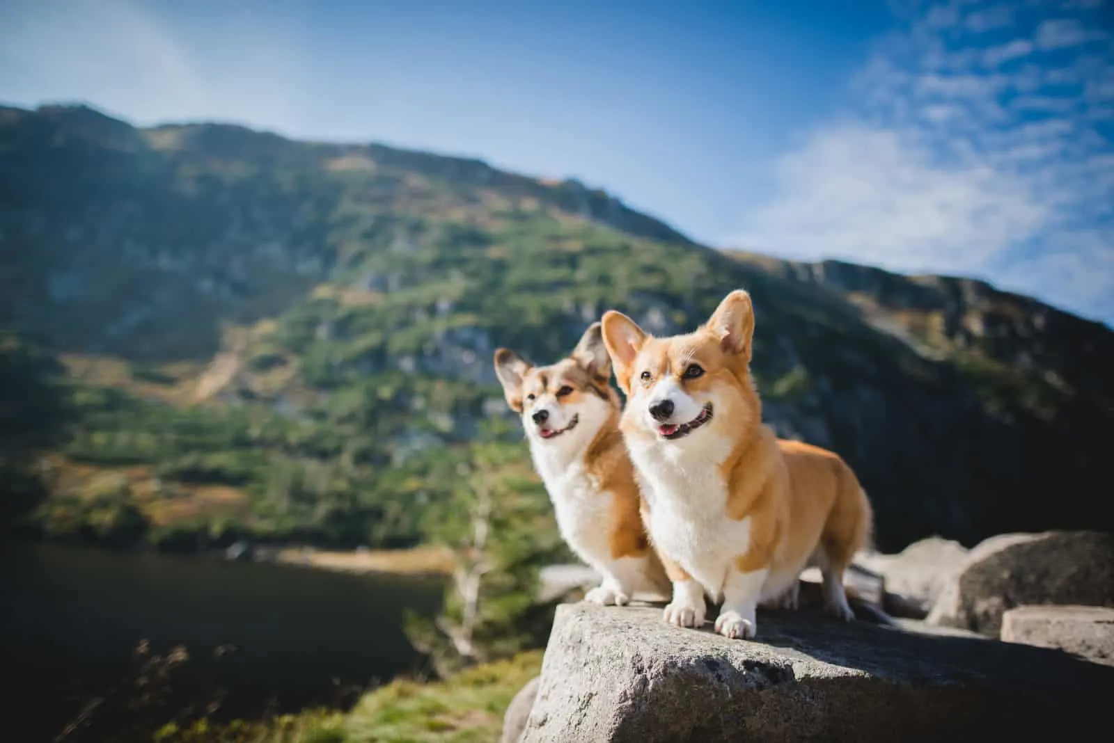 two Welsh corgi pembroke dogs stand on a rock in nature