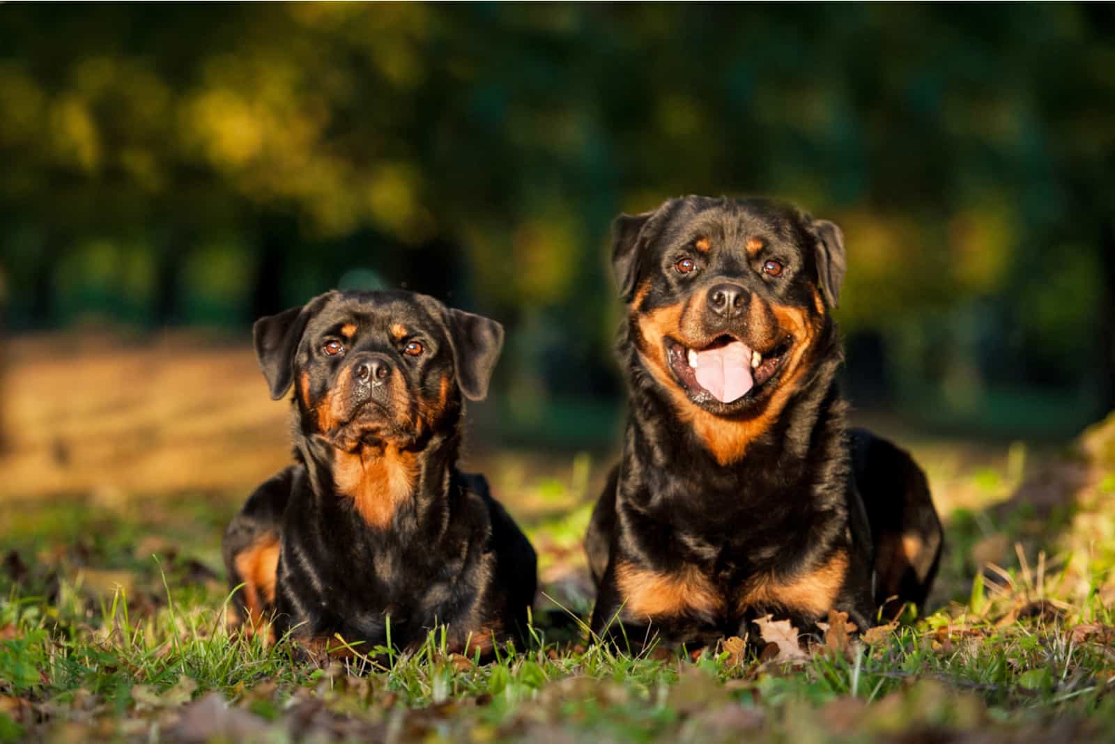 two adorable Rottweiler dogs lying in the park