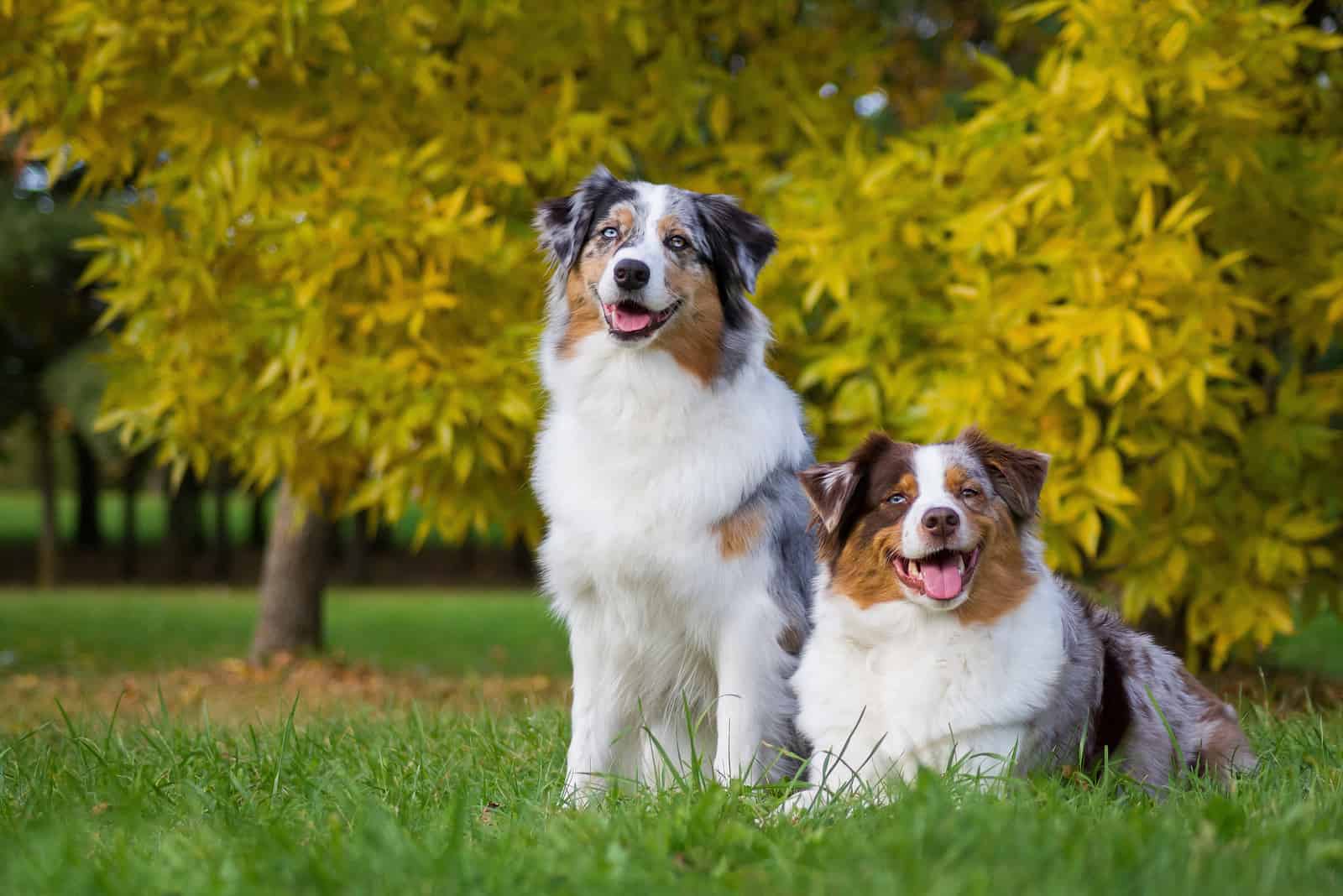 two beautiful Australian Shepherds resting in a park