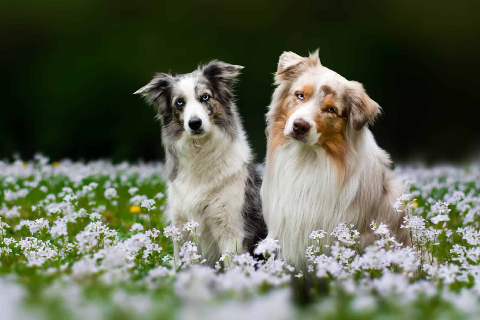 two beautiful Australian Shepherds sit in a field of flowers
