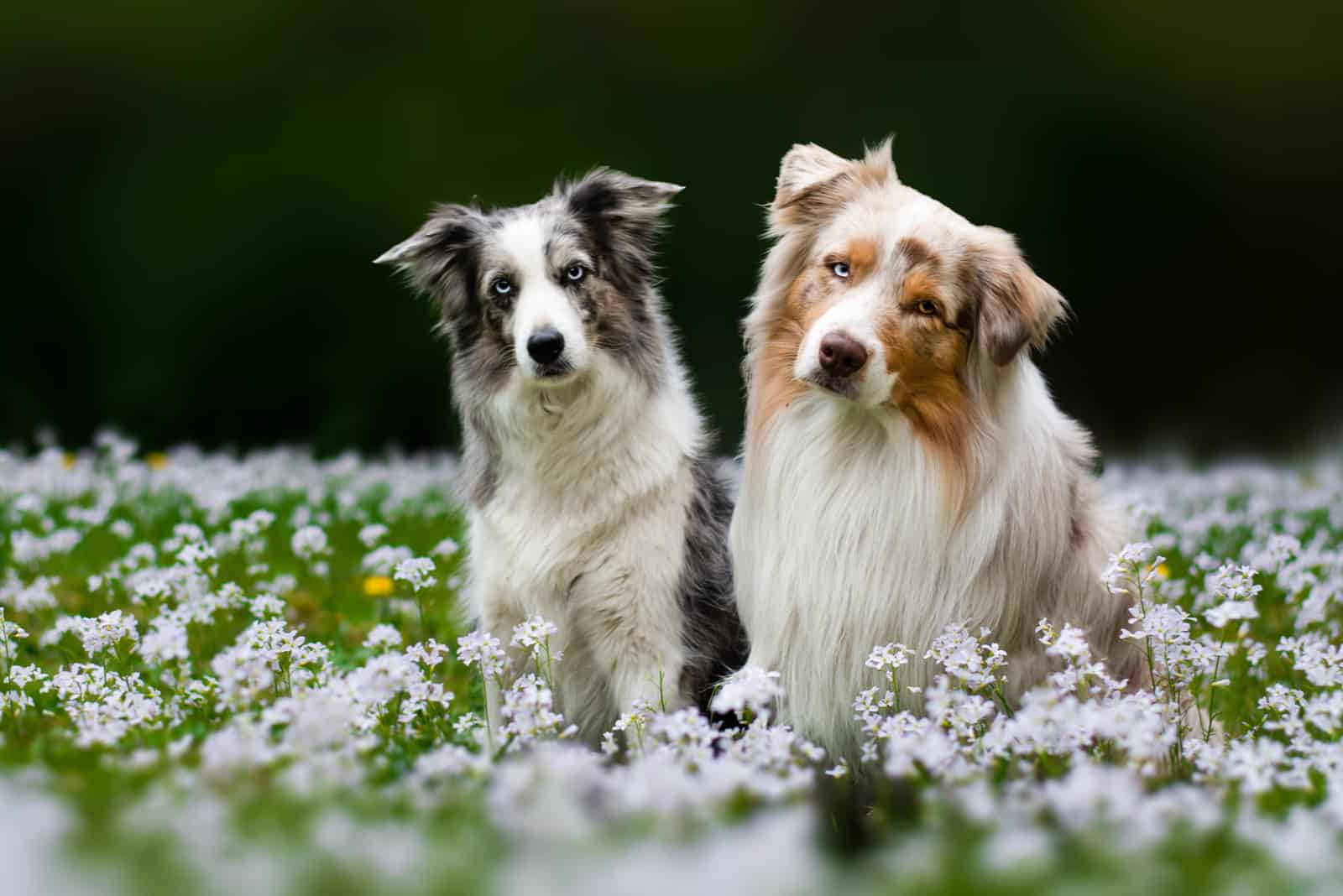 mandskab Absorbere Samlet Male Vs Female Australian Shepherd: Which Gender Should You Choose?