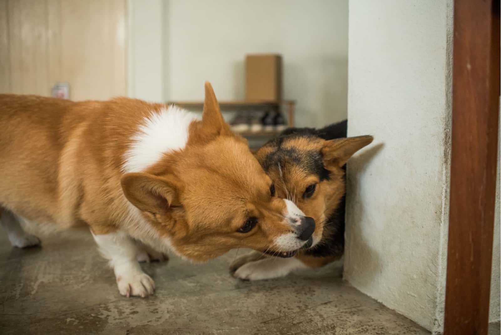 two corgis dogs quarrel in the house