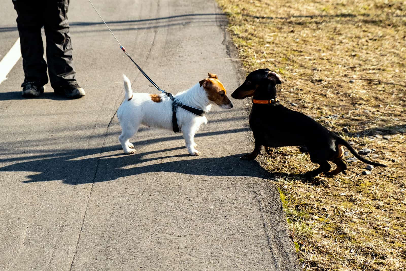 two dogs on the way meet and sniff